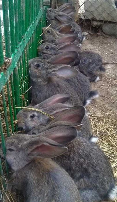 Iepuri de rasă mare