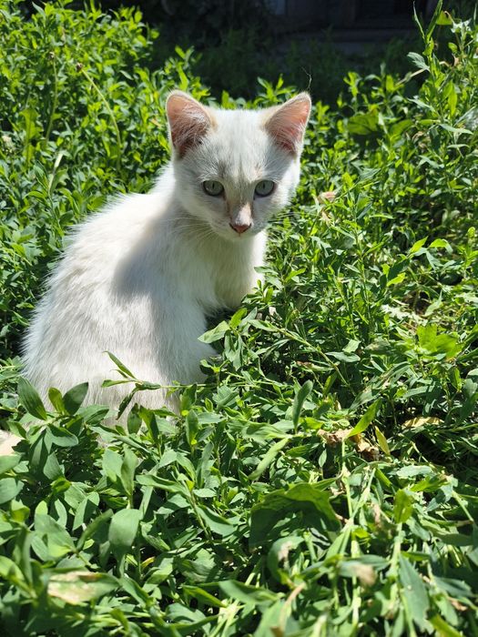 Кошечка ищет дом (очень ласковая!)