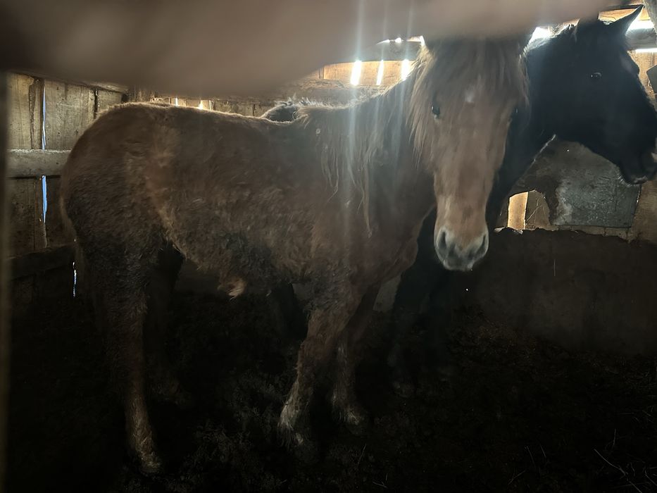 Продам лошадей с откорма.