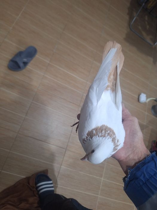 Продаётся голубь