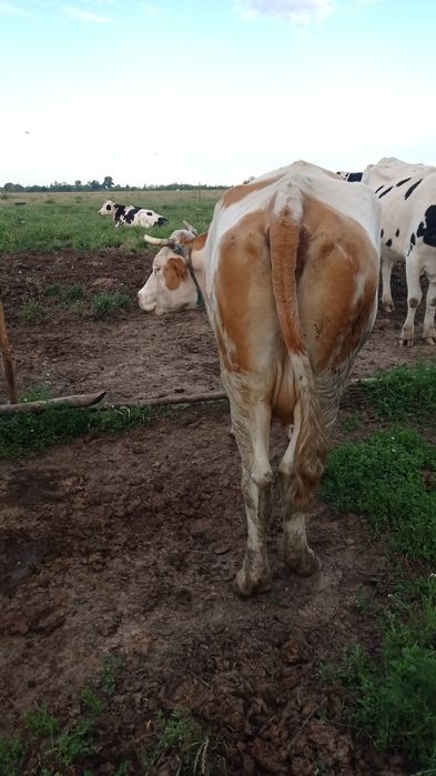 Vând vaci bălțată românească