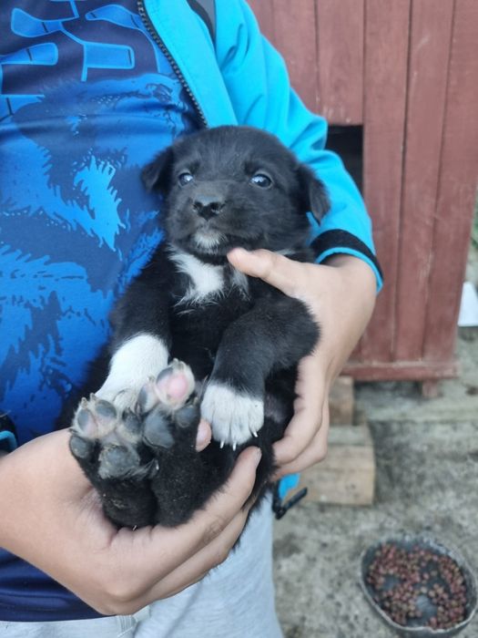 9 puiuți. 9 vieți care depind de un om cu suflet.