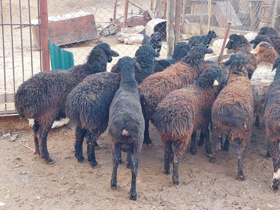 Продаются откормленные бараны