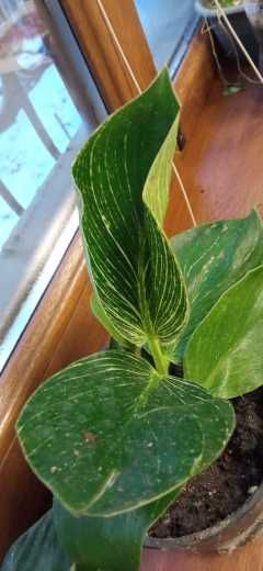 продам Филодендрон Биркин