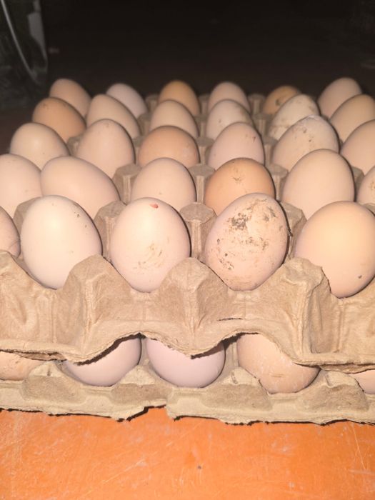 Кучин жұмыртқалары