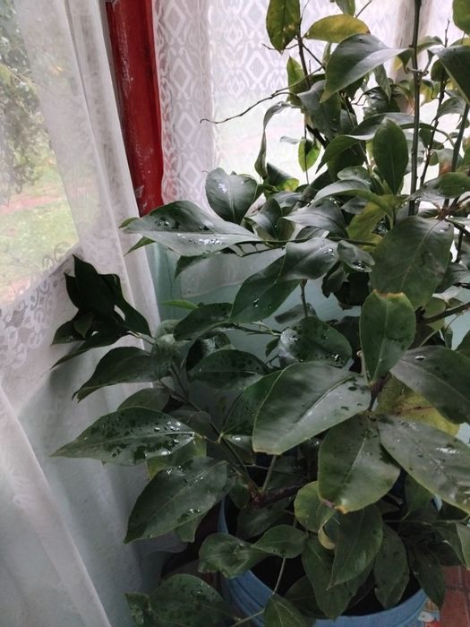 Lămâie altoiți 2 tulpini