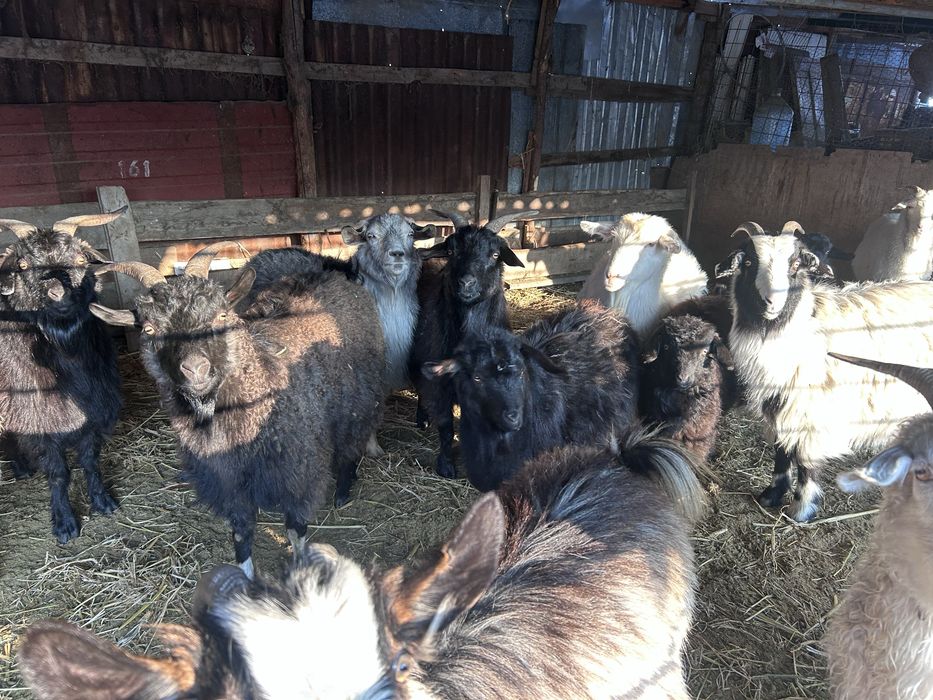 Буаз ешкылер сатылады 10 бастаи