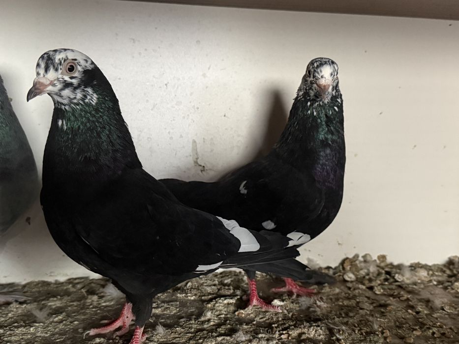 Бакинцы гульсар пара