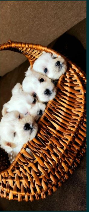 Мини Малтийска Болонка