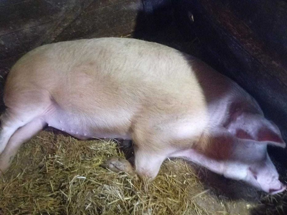 Продам молодого рабочего хряка