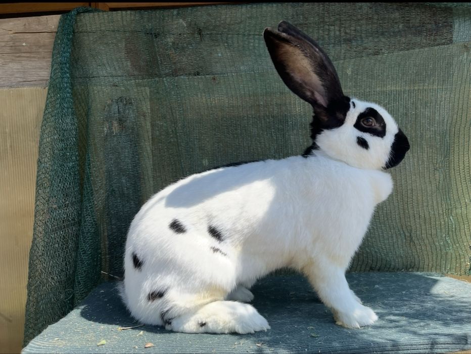 Femela Fluture German adusa din Germania