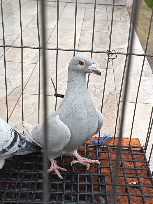 vand porumbei voiajori italieni tineri culoare speciala