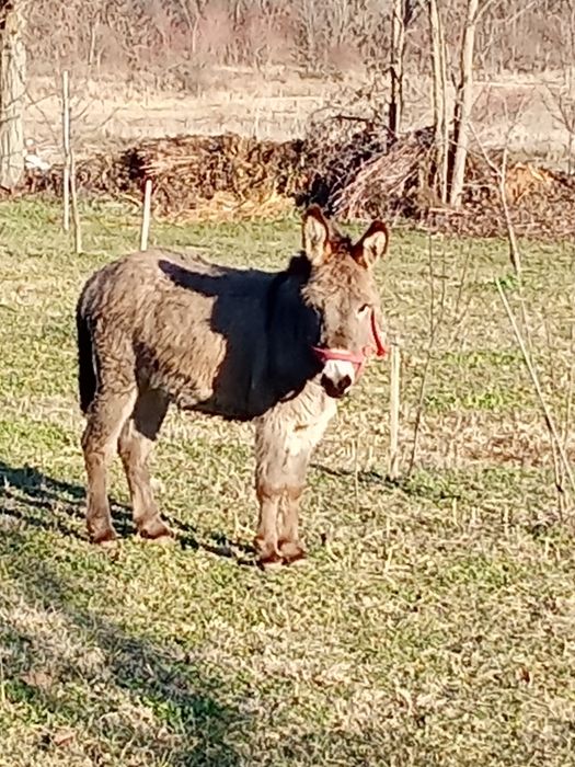 Vând măgar tânăr
