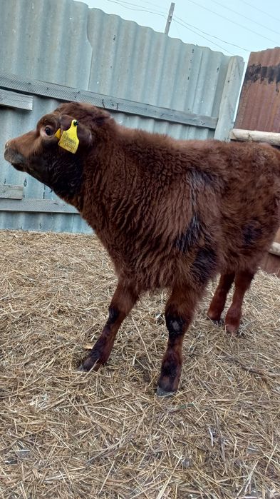 4 месяц Бычок продам