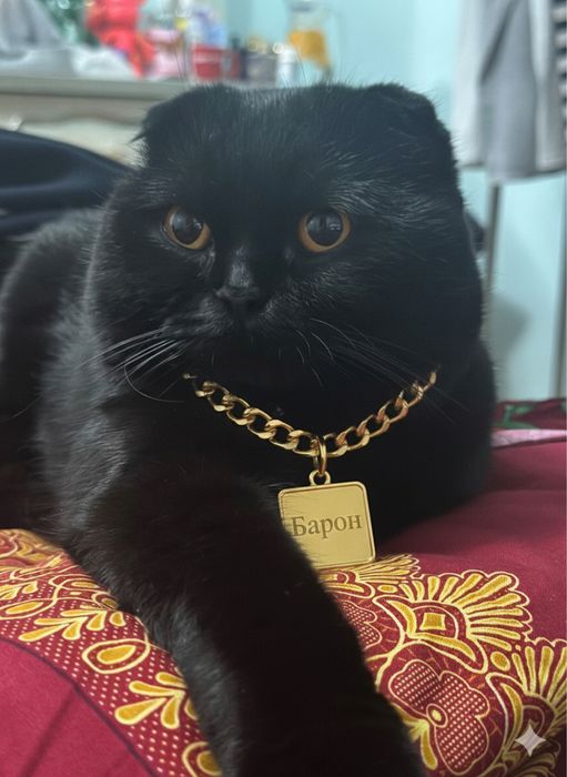 Ищем невесту для вязки