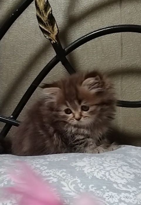 Шикарная Хайленд страйт.