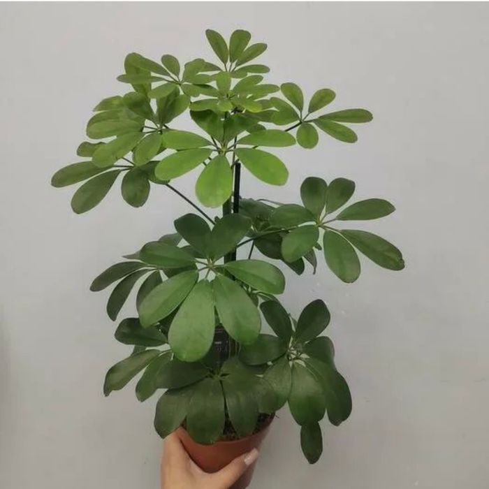 Домашние красивые  растения