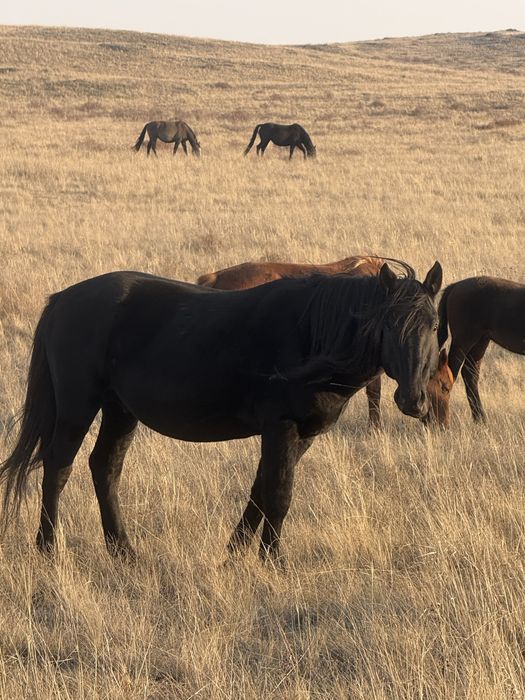 Продам кушумского жеребца 9 лет