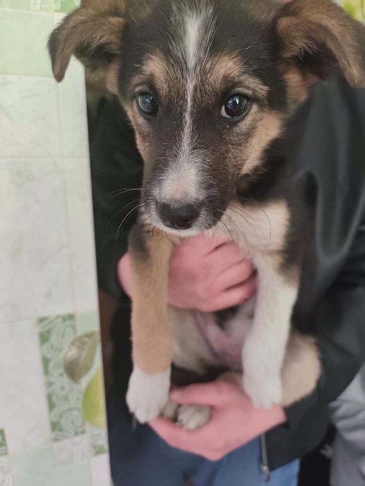 Отдам щенка девочку