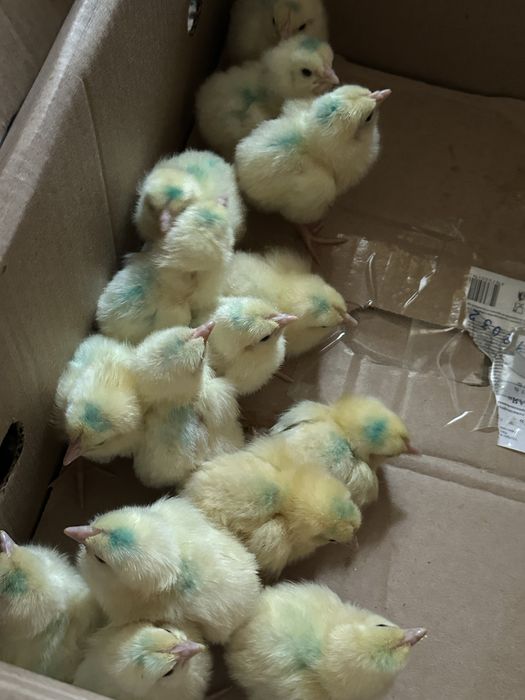 Продаются цыплята