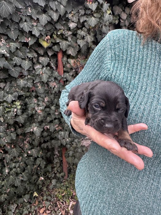 Отдам щенков в добрые руки.