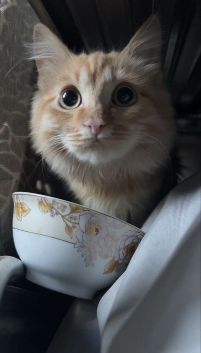 Котенок в поиске дома