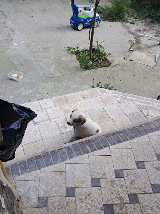 Срочна продаю щенок