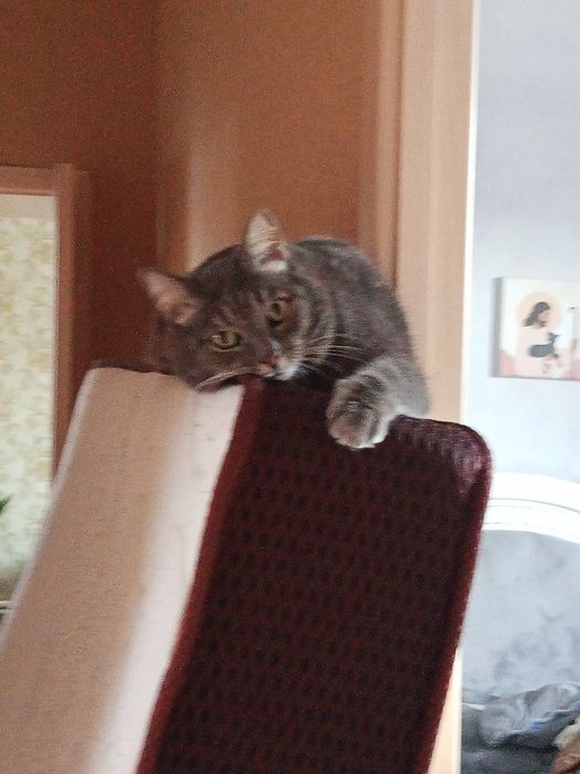 Пропал домашний кот