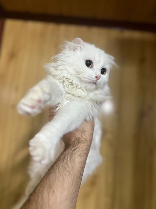 Кошка Турецкая ангорка ,вислоухая