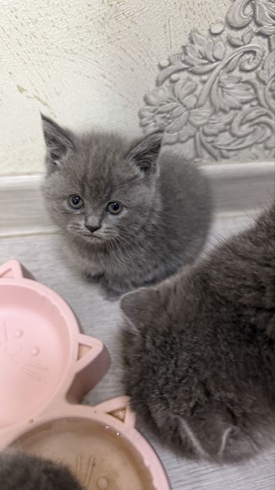 Котята / скоттиш страйт и скоттиш фолд