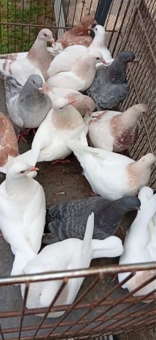 Porumbei texani maturi si tineret 60 ron bucata
