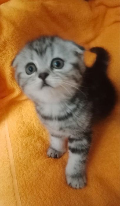 ШоТлаНдские КотЯта..