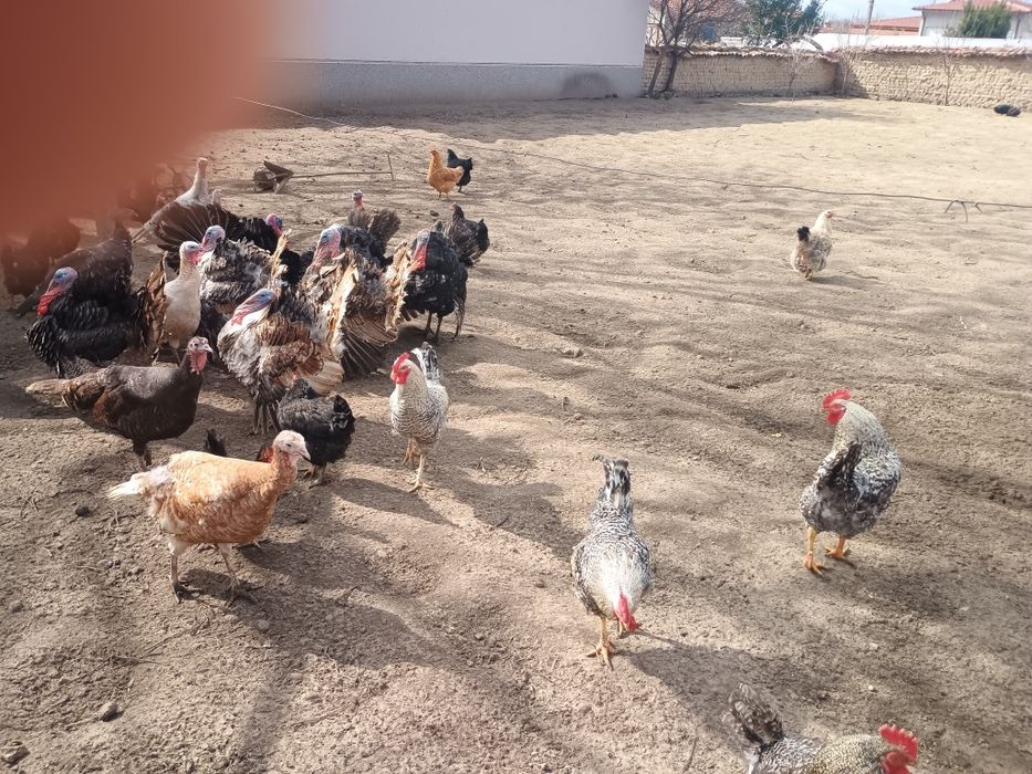 Продавам пуйки и оплодени яйца.