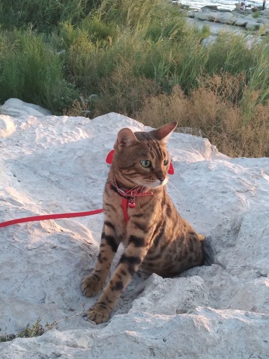 Продаю Бенгальскую кошку
