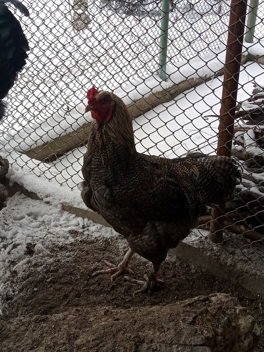 Продаю петушков породистых.