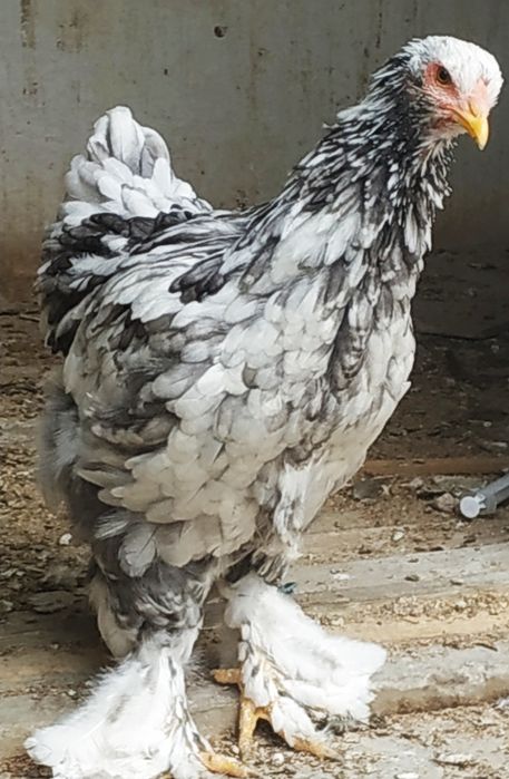 Красотка Брама Голубой Мрамор 6 месяцев.