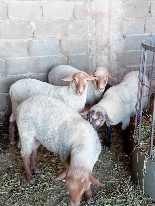 Vand Miei  pentru Protap/ Gratar