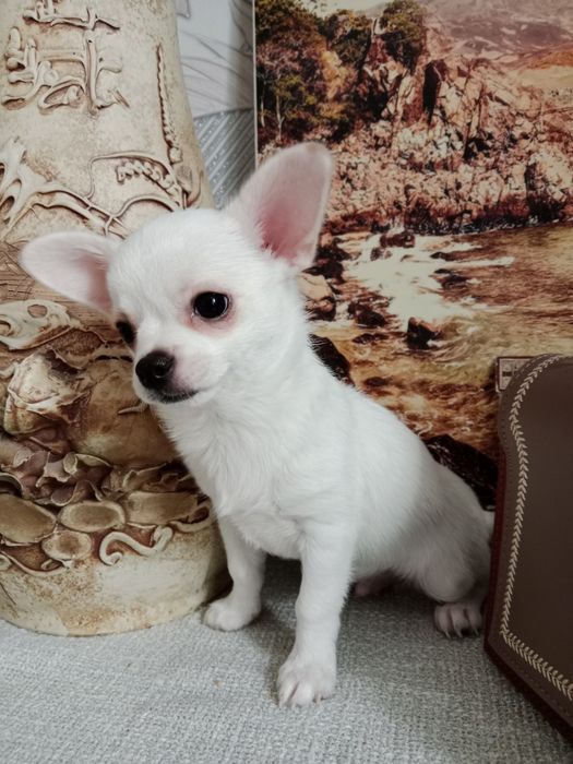 В продаже Чихуашки.