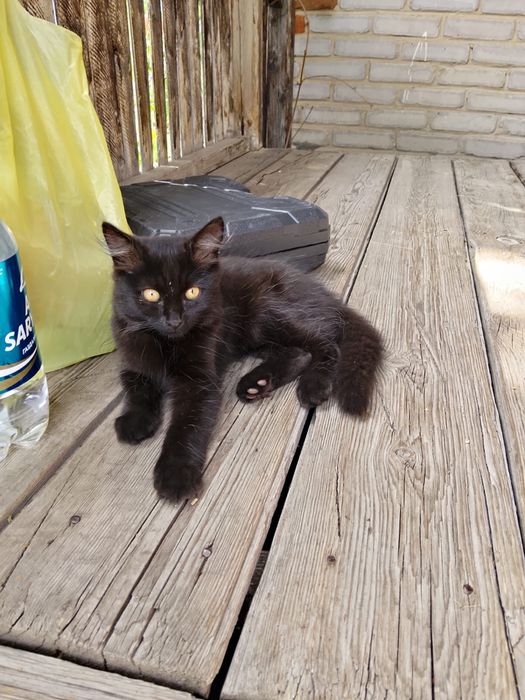 Отдам котенка 2 месяца