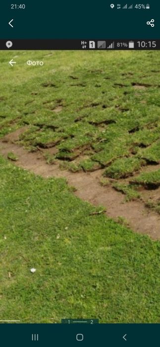 Чим (газон) таббий