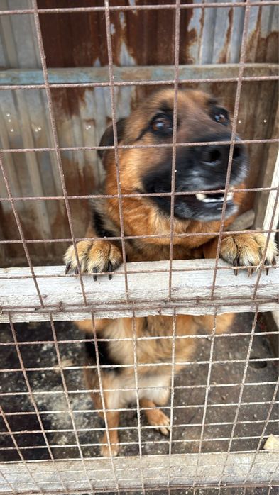 Продам немецкую овчарку