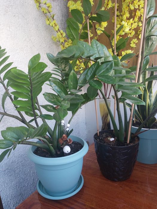 Замиокулькас-долларовое дерево