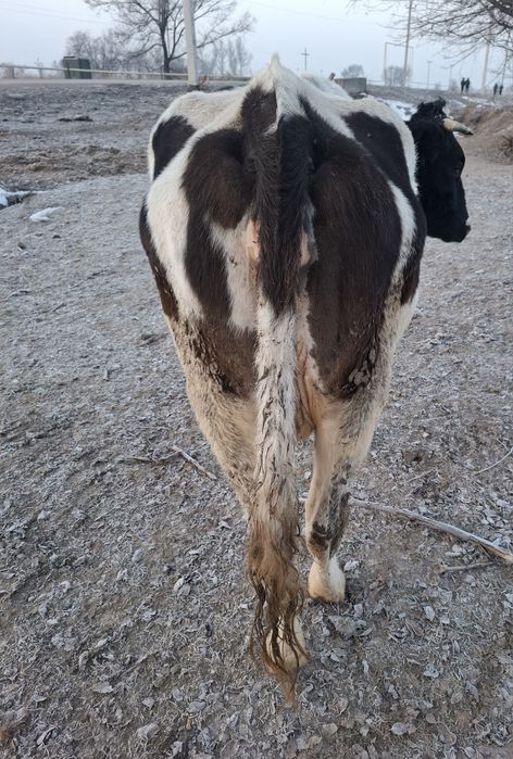 Продам стельную корову