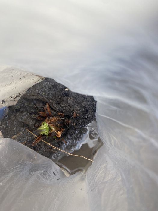 Папоротник   садовый.   Продам