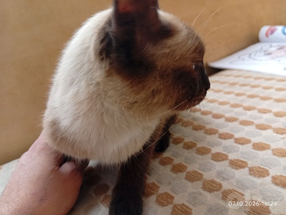 Домашние питомцы