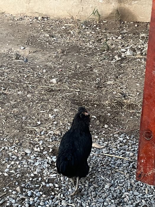 Ең семіз қара әтештер