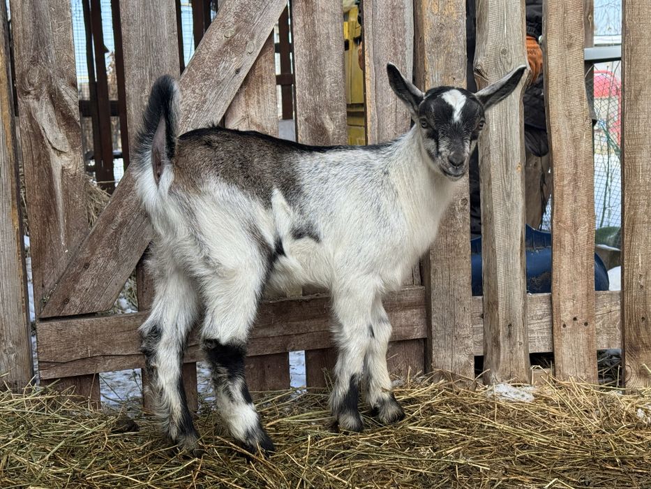 Альпийские чистопородные козлята