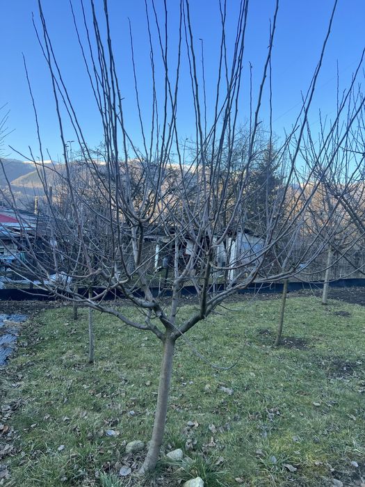 Curatare pomi fructiferi, tuya, plante ornamentale, irigatii