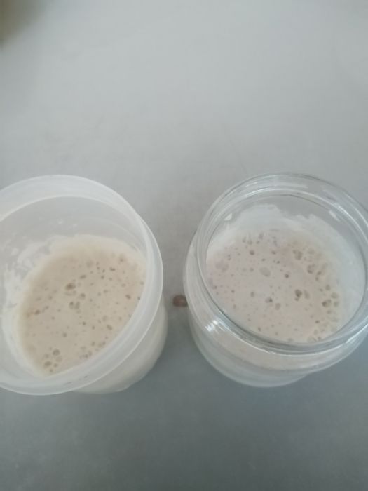 Продаю пшеничную закваску