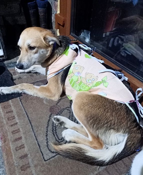 Отдам в хорошие руки